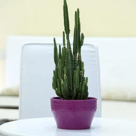 Palazzo Ruffo Di Bagnara Bed and breakfast 2*